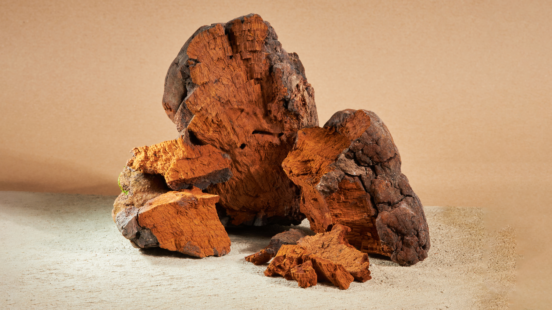 10 Myths About Lion'S Mane Mushroom Debunked by Science