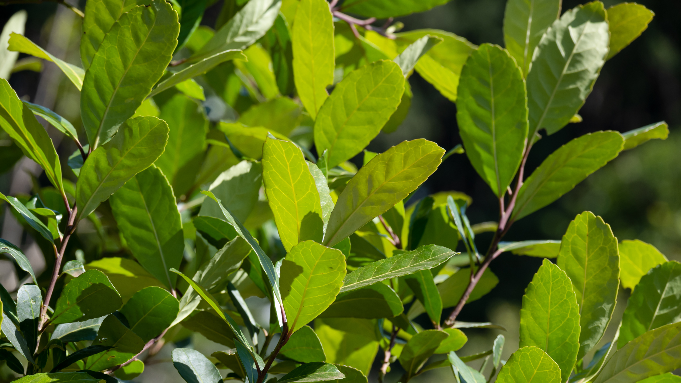 Adaptogens and Metabolic Health: Nature’s Support System