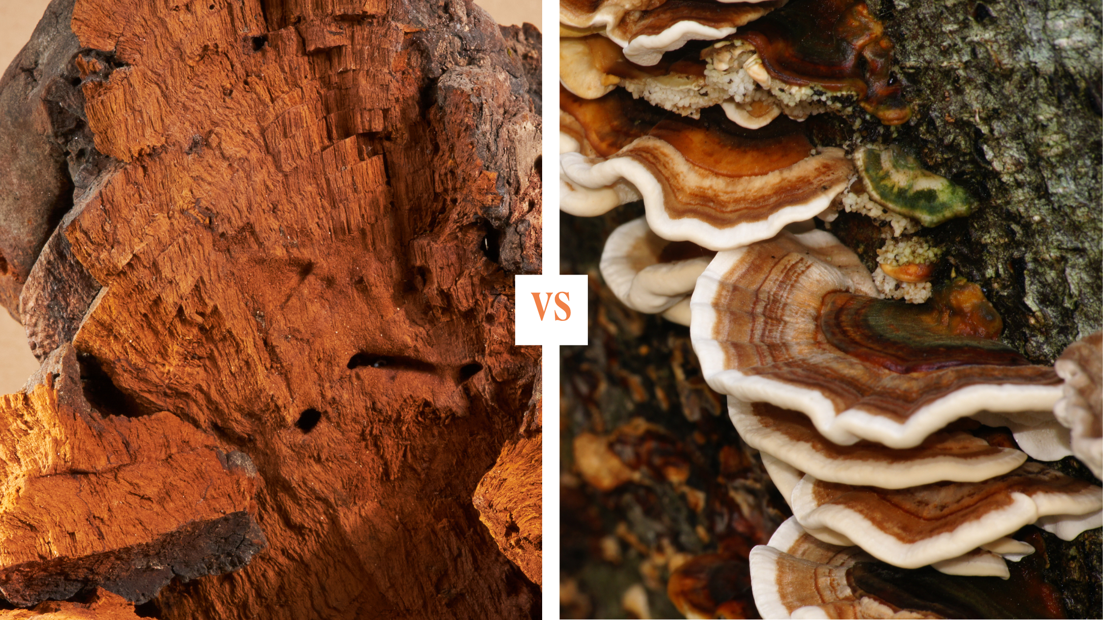 Chaga Mushroom for Cold And Flu Season: Building Winter Immunity