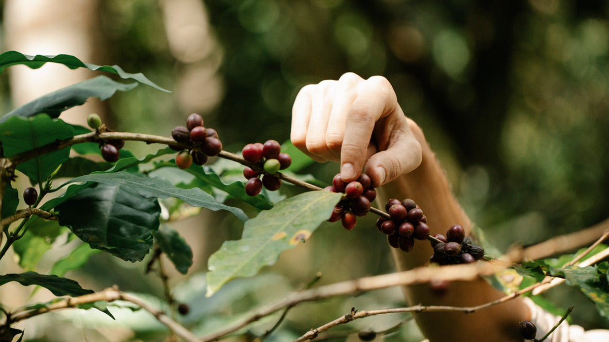 Arabica vs Robusta : history and main differences