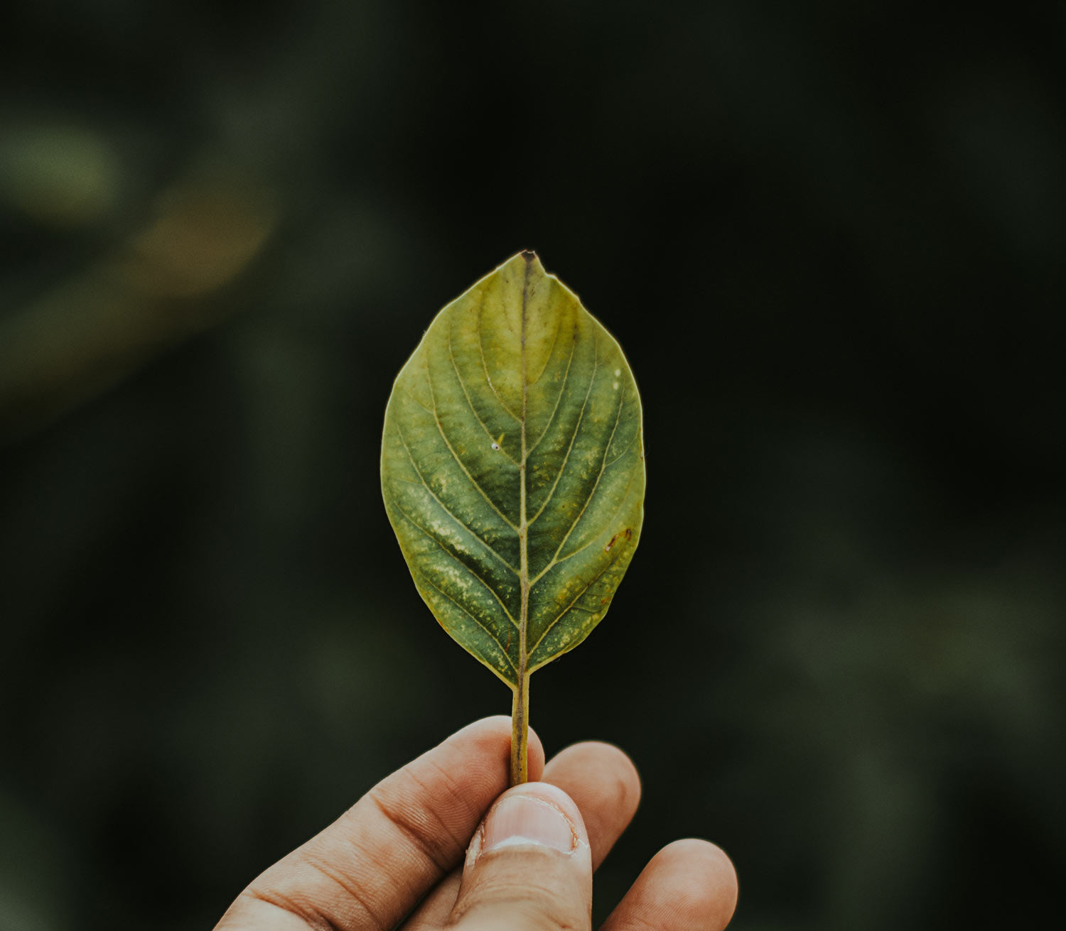 What's the deal with L-Theanine and coffee?
