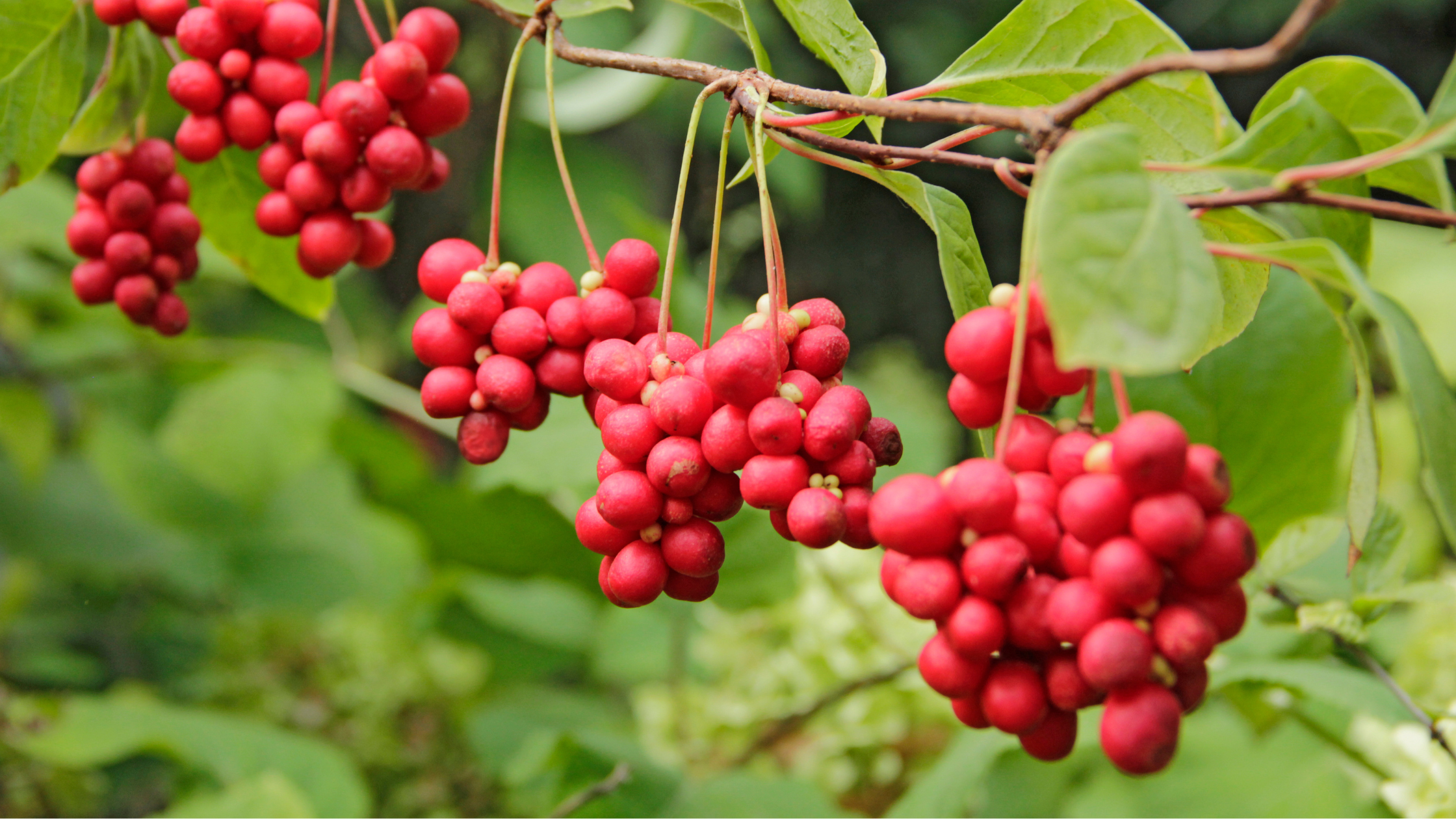 6 Natural Energy Supplements for Holiday Fatigue and Afternoon Slumps