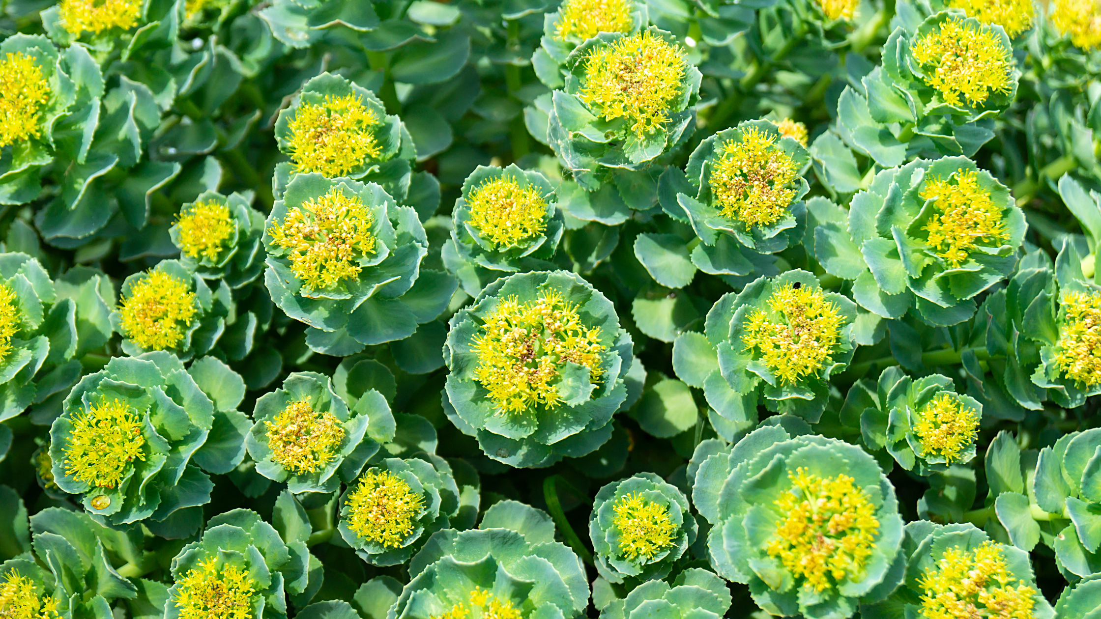 A Deep Dive on Rhodiola Rosea