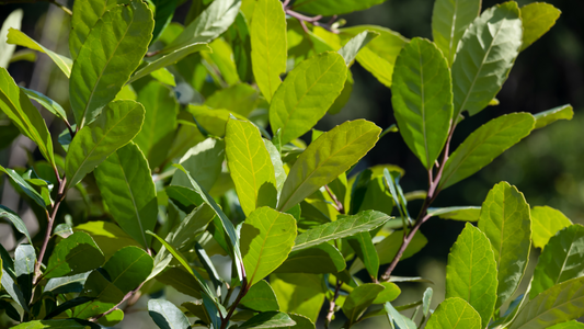 Adaptogens and Metabolic Health: Nature’s Support System