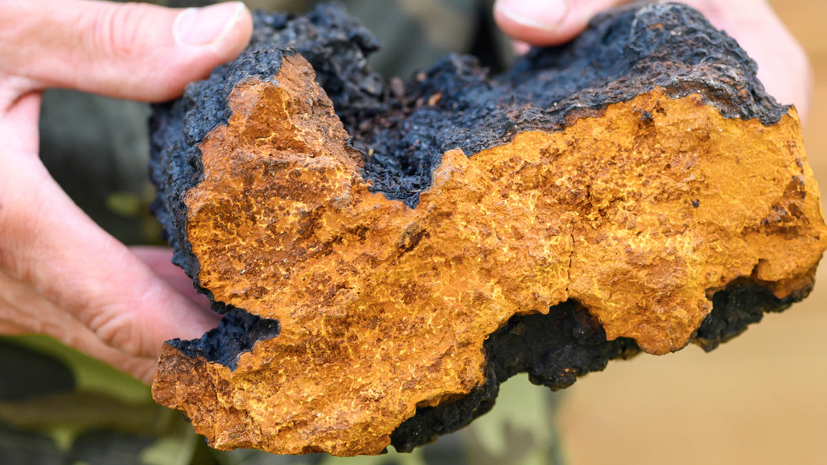 Chaga : top 5 benefits of this ugly mushroom