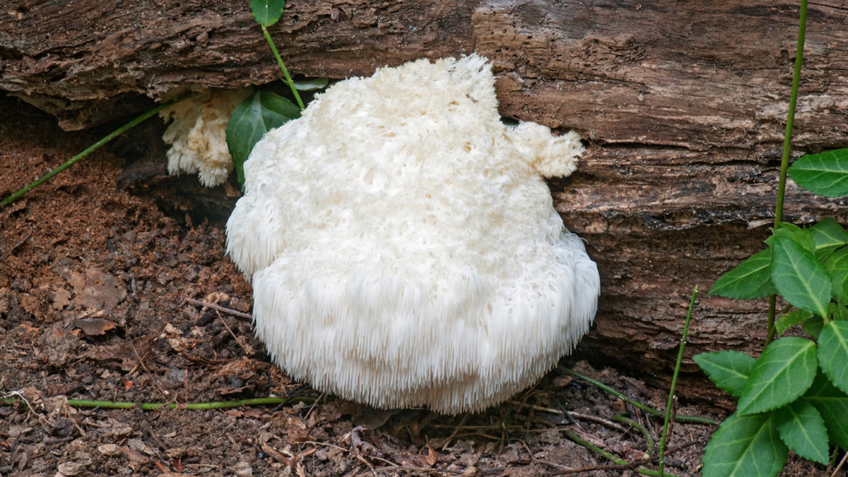 Lion's mane mushroom top 5 benefits