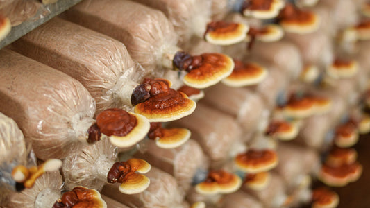 A brief history of Medicinal Mushrooms