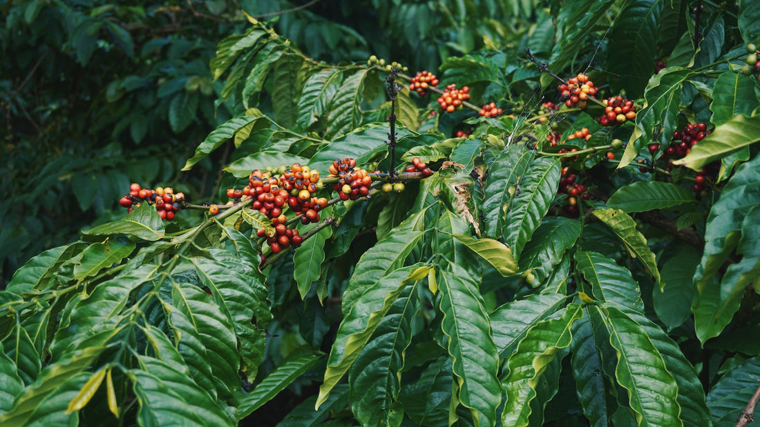 Where do our coffee beans come from?