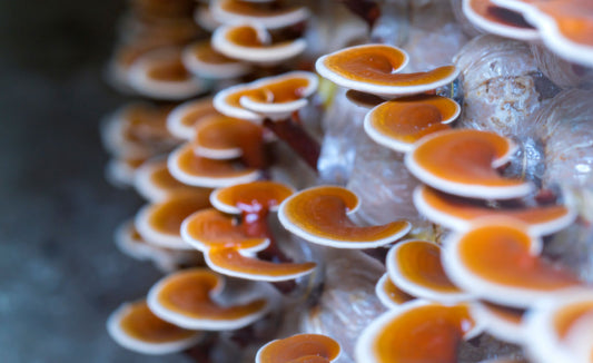100% fruiting body: the key to quality mushroom extracts