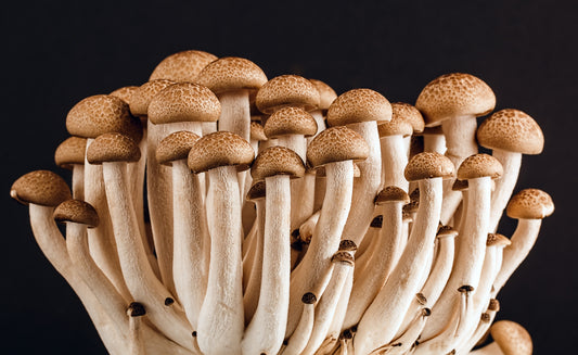 Let us tell you more about our mushrooms!